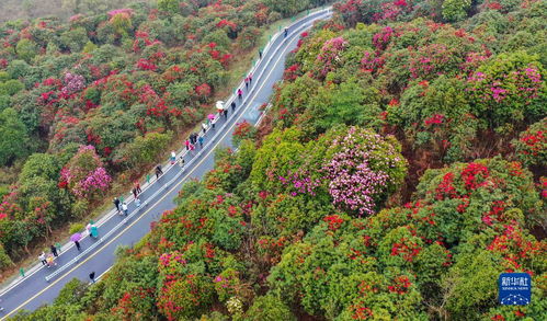 貴州 觀百里杜鵑花海